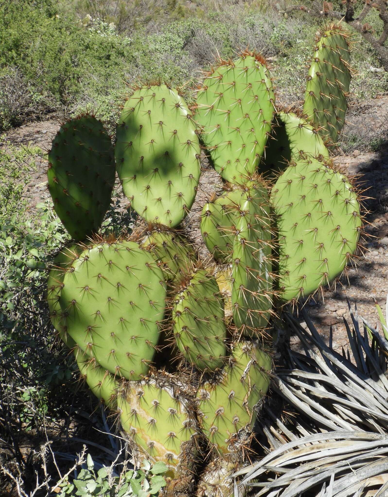 Sivun Opuntia clarkiorum kuva