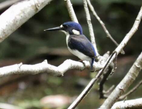 Image of Little Kingfisher