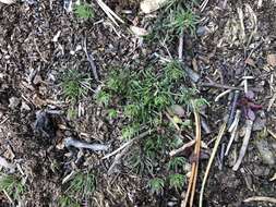Image of Morison's spurry
