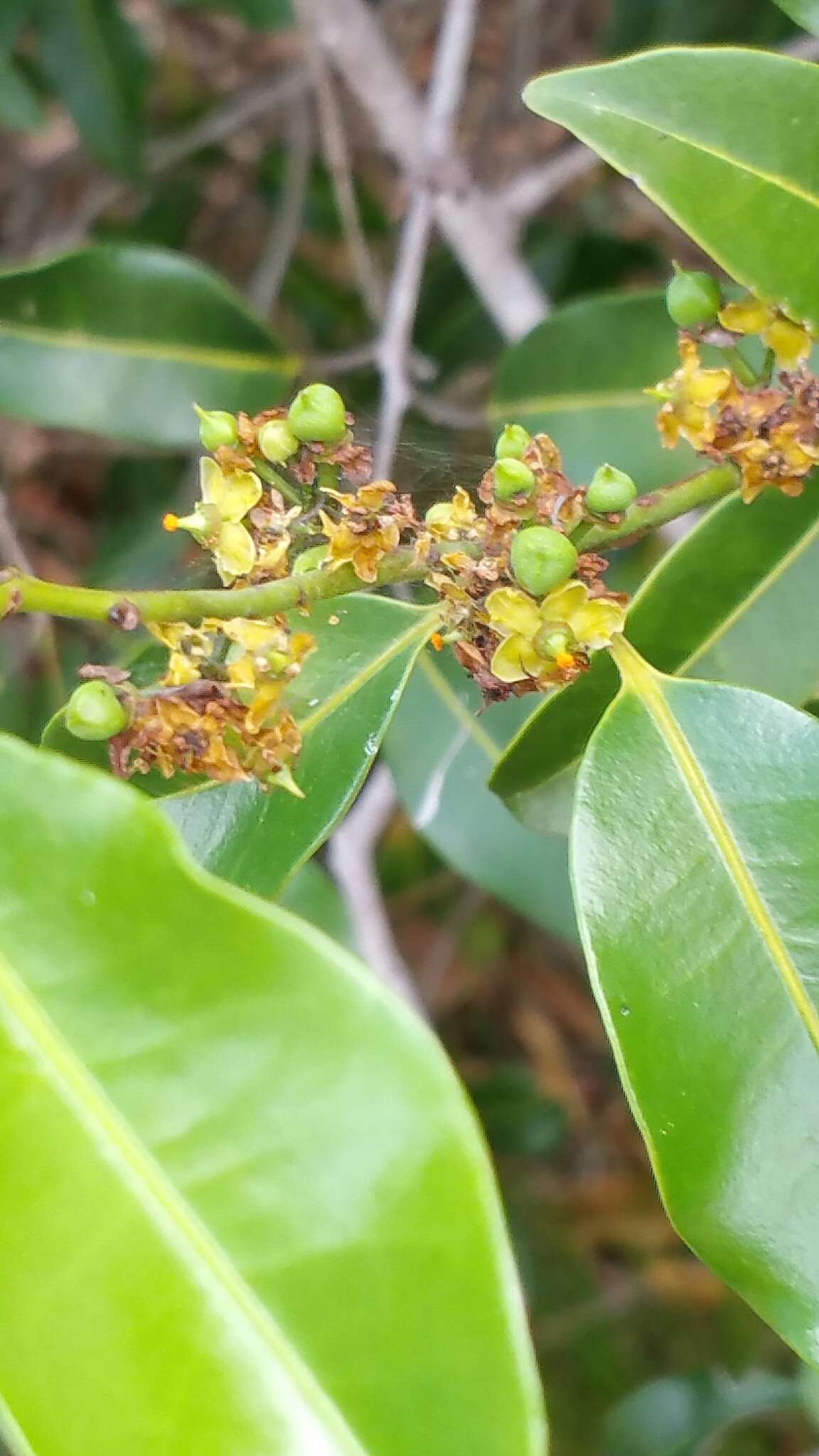 Image of Salacia madagascariensis (Lam.) DC.