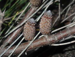 Image of Allocasuarina campestris (Diels) L. Johnson