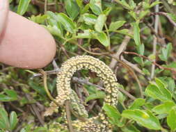 Image of Puccinia otagensis