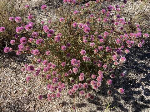 Image of Gomphrena canescens R. Br.