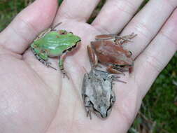 Image of Ornate Chorus Frog