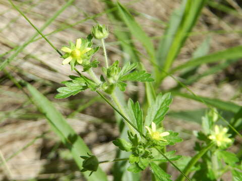 Image of Potentilla tucumanensis A. Castagnaro & M. Arias