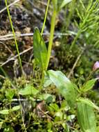 Image of Hornemann's Willowherb