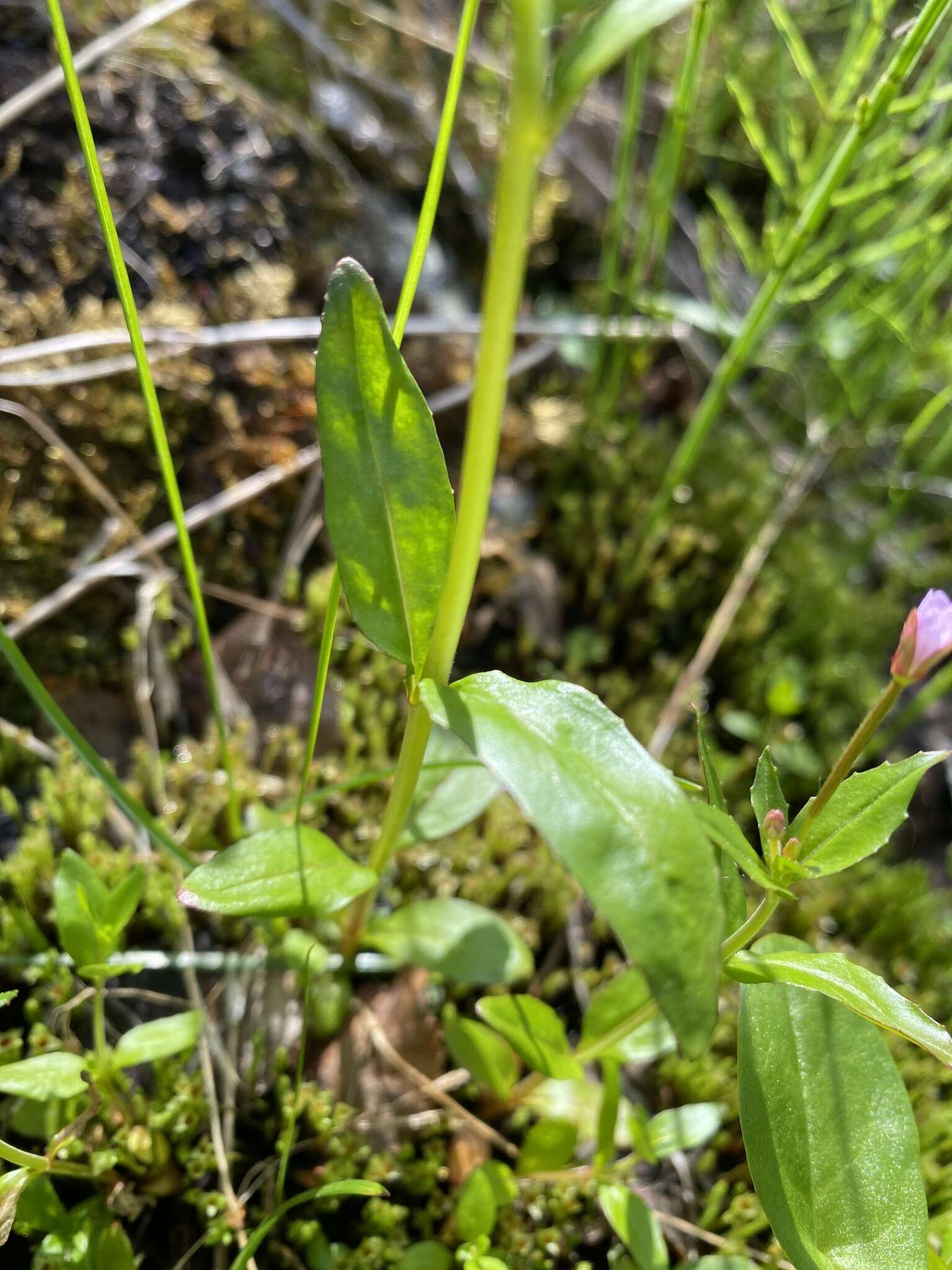 Image of Hornemann's Willowherb