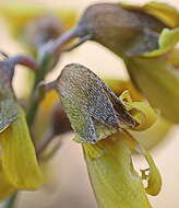 Image of Lotononis acocksii B.-E. van Wyk