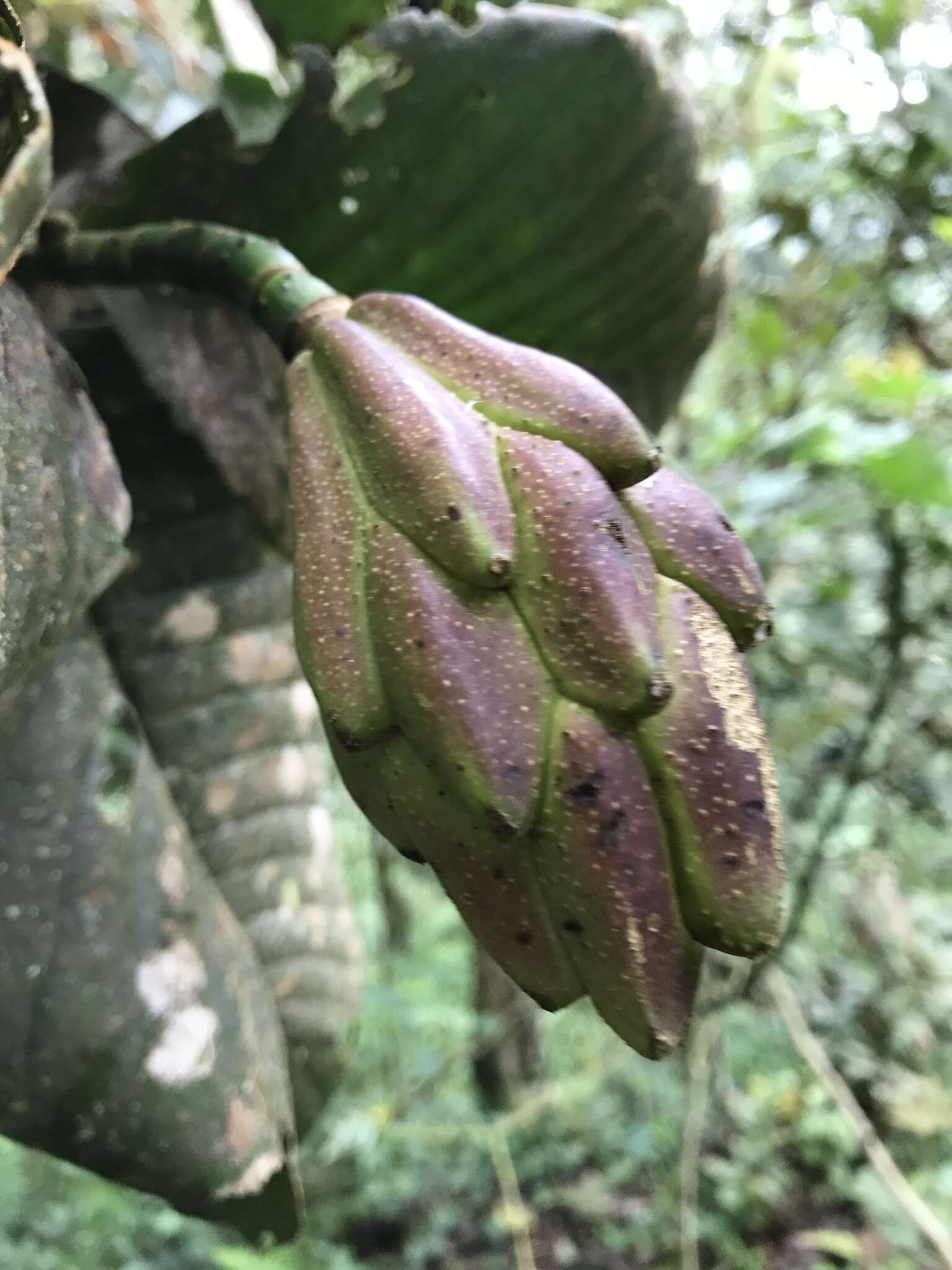 Magnolia caricifragrans (Lozano) Govaerts的圖片