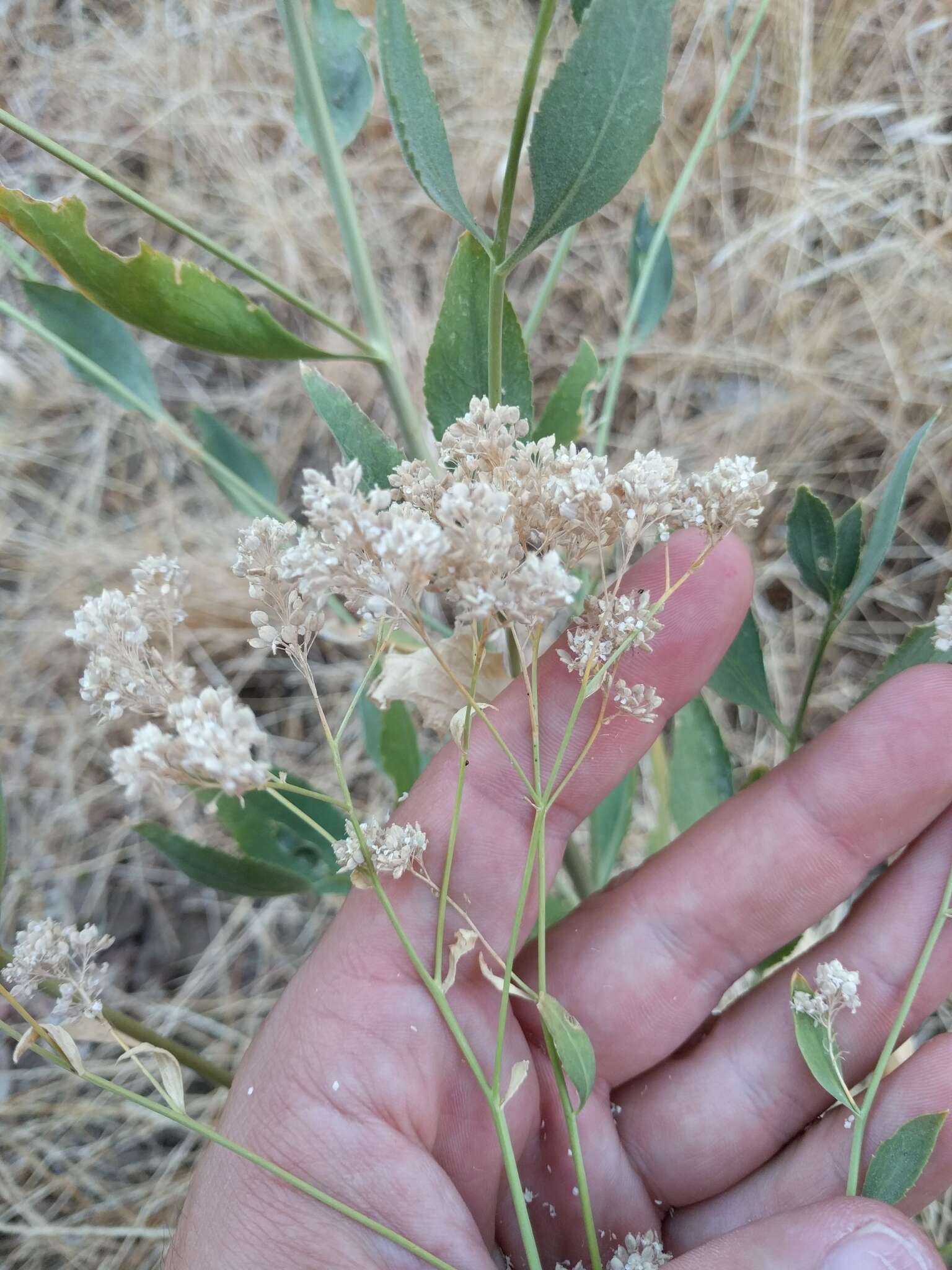 Image of broadleaved pepperweed