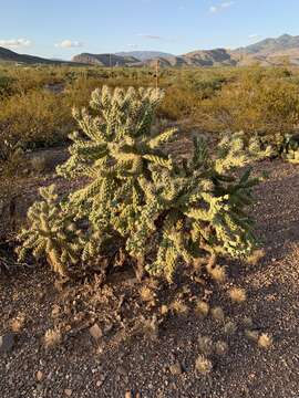 Image of jumping cholla