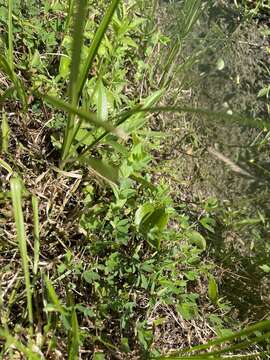 Image of marsh mermaidweed