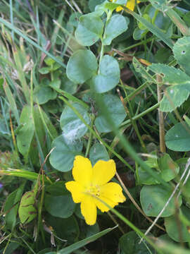 Слика од Lysimachia nummularia L.