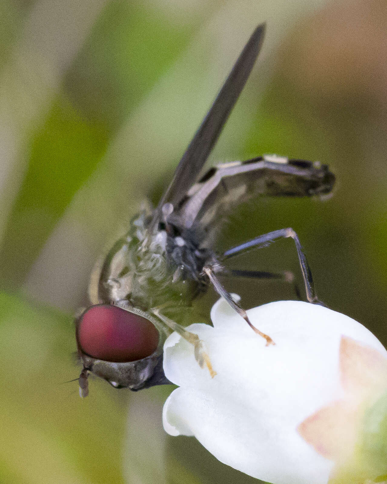 Imagem de Platycheirus nearcticus Vockeroth 1990