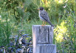 Image of Austral Thrush