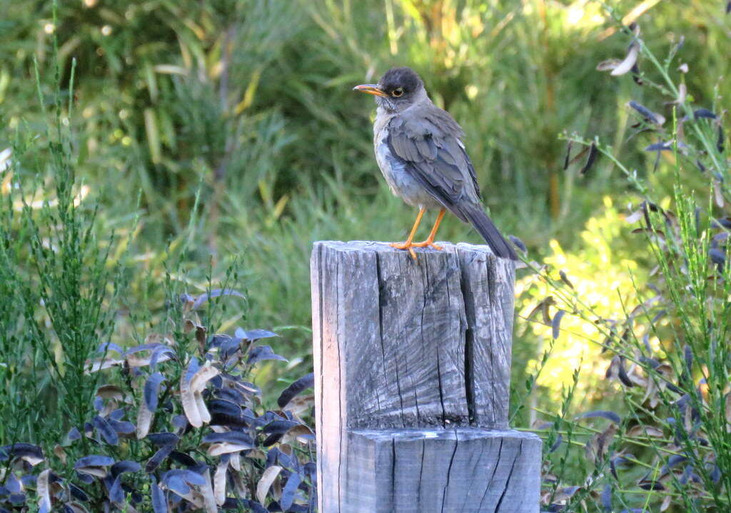 Image of Austral Thrush