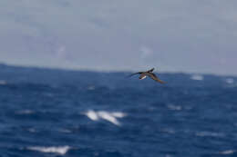 Image of Townsend's Shearwater