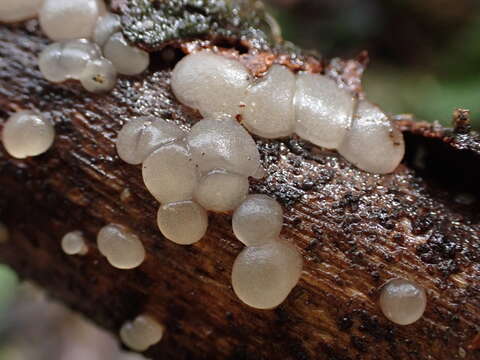 Tremellochaete japonica (Lloyd) Raitv. 1964 resmi