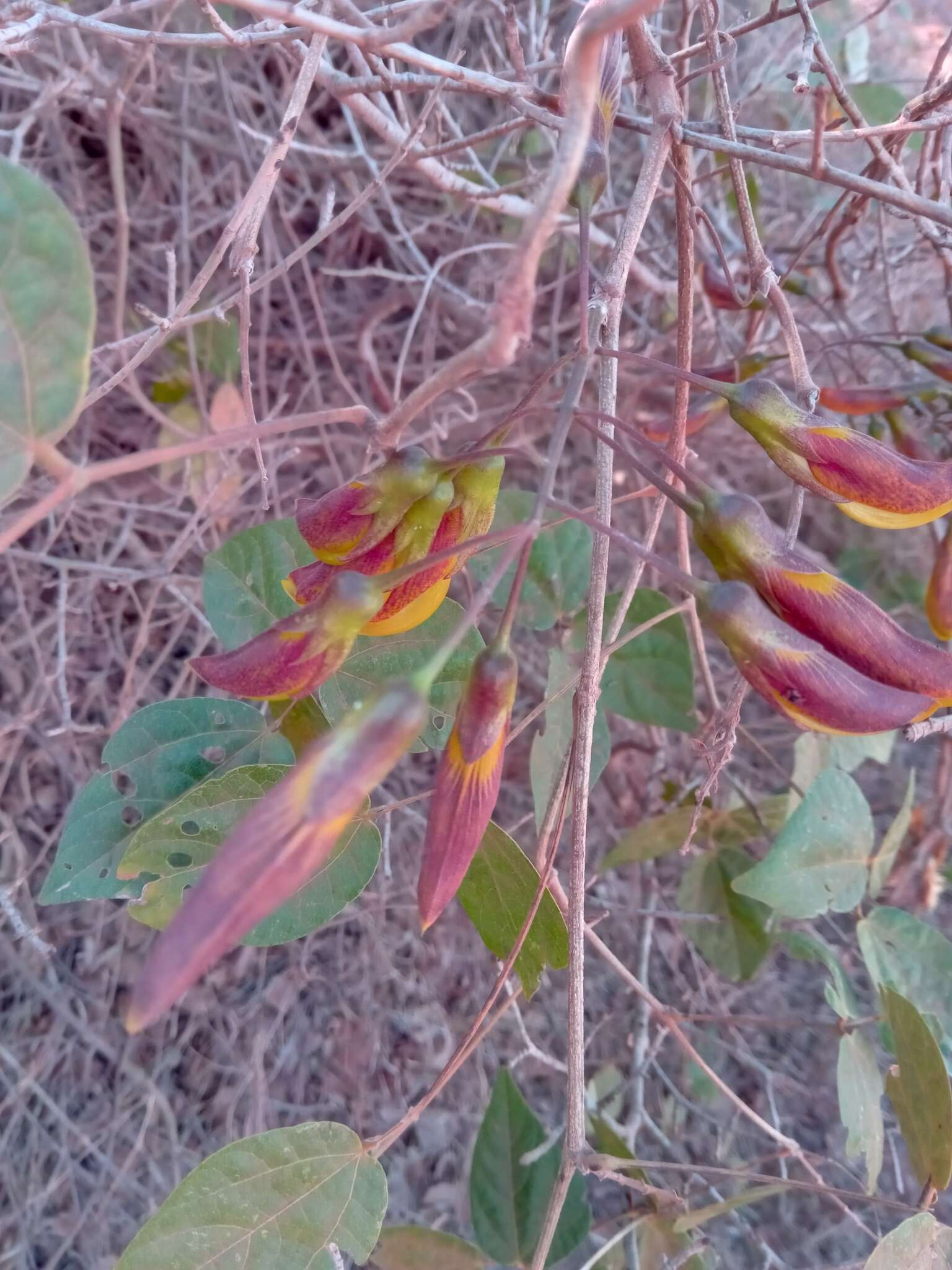 Plancia ëd Rhynchosia baukea Du Puy & Labat