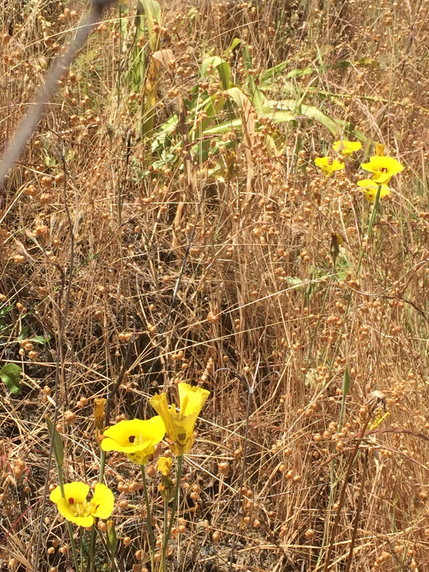 Image of yellow mariposa lily