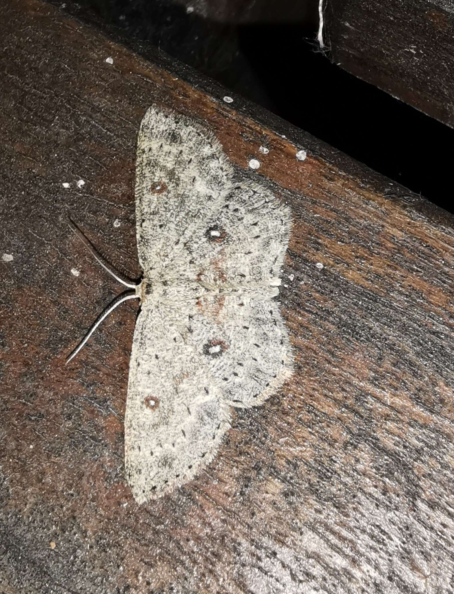 صورة Cyclophora albipunctata Hüfnagel 1767