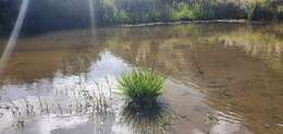 Image of Juncus dregeanus subsp. dregeanus