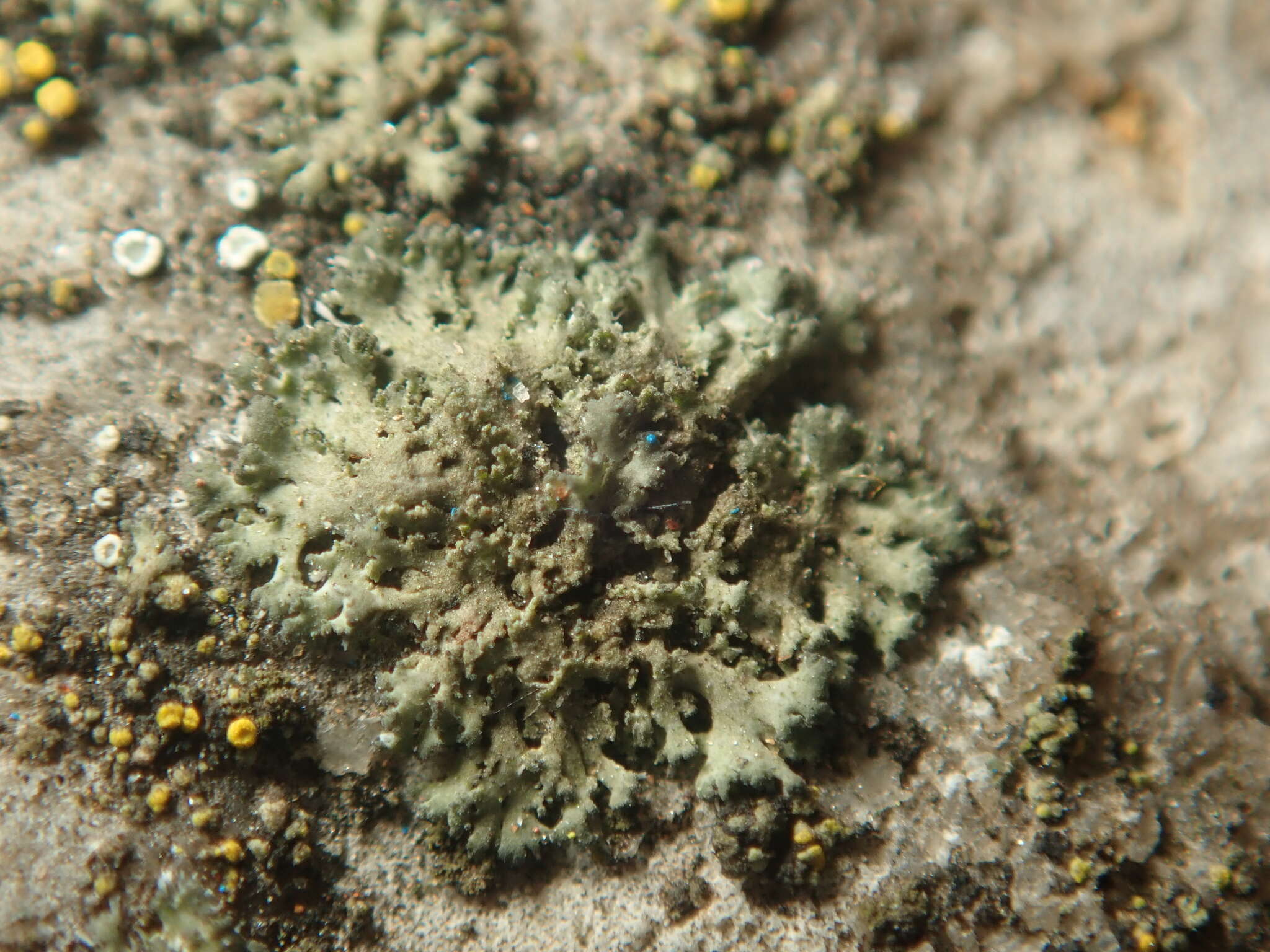 Image of wreath lichen