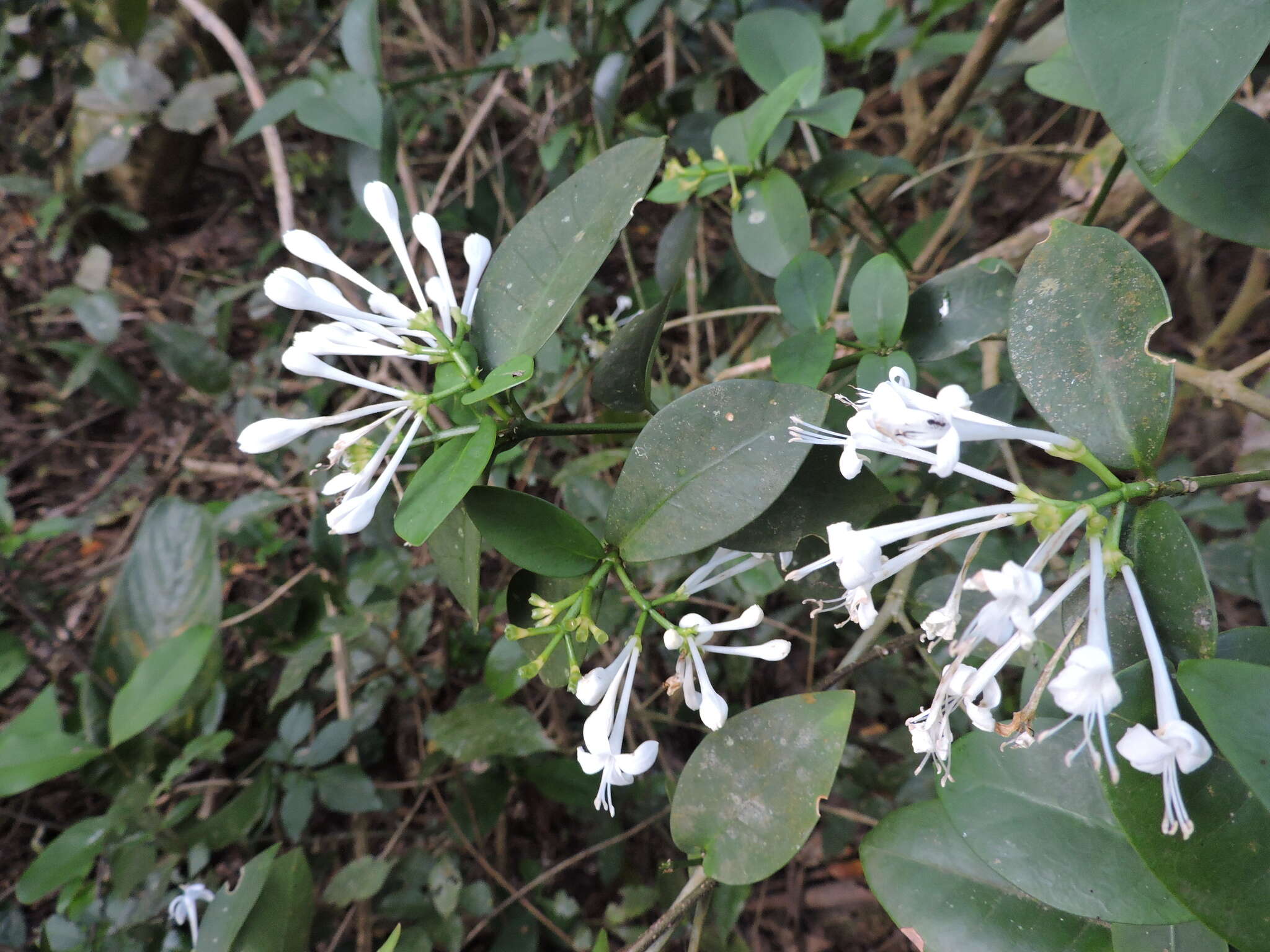 Image of Rudgea parquioides (Cham.) Müll. Arg.