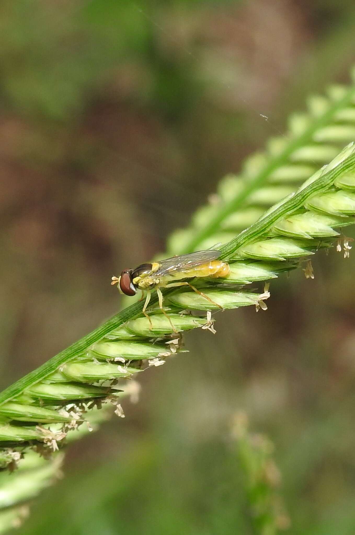 Image of Sphaerophoria macrogaster (Thomson 1869)