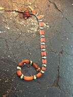 Image of Florida Scarlet Snake