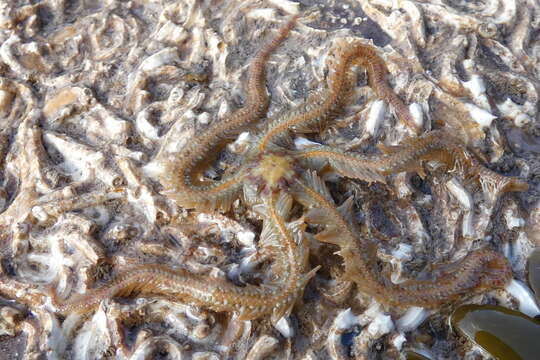 Image of Common brittlestar