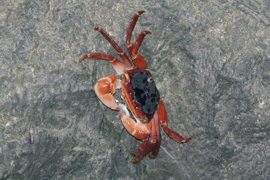 Image of Metopograpsus latifrons (White 1847)