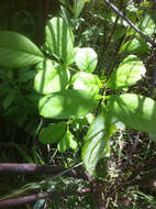 Image of Oregon Ash