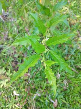 Image of Solanum volubile Sw.