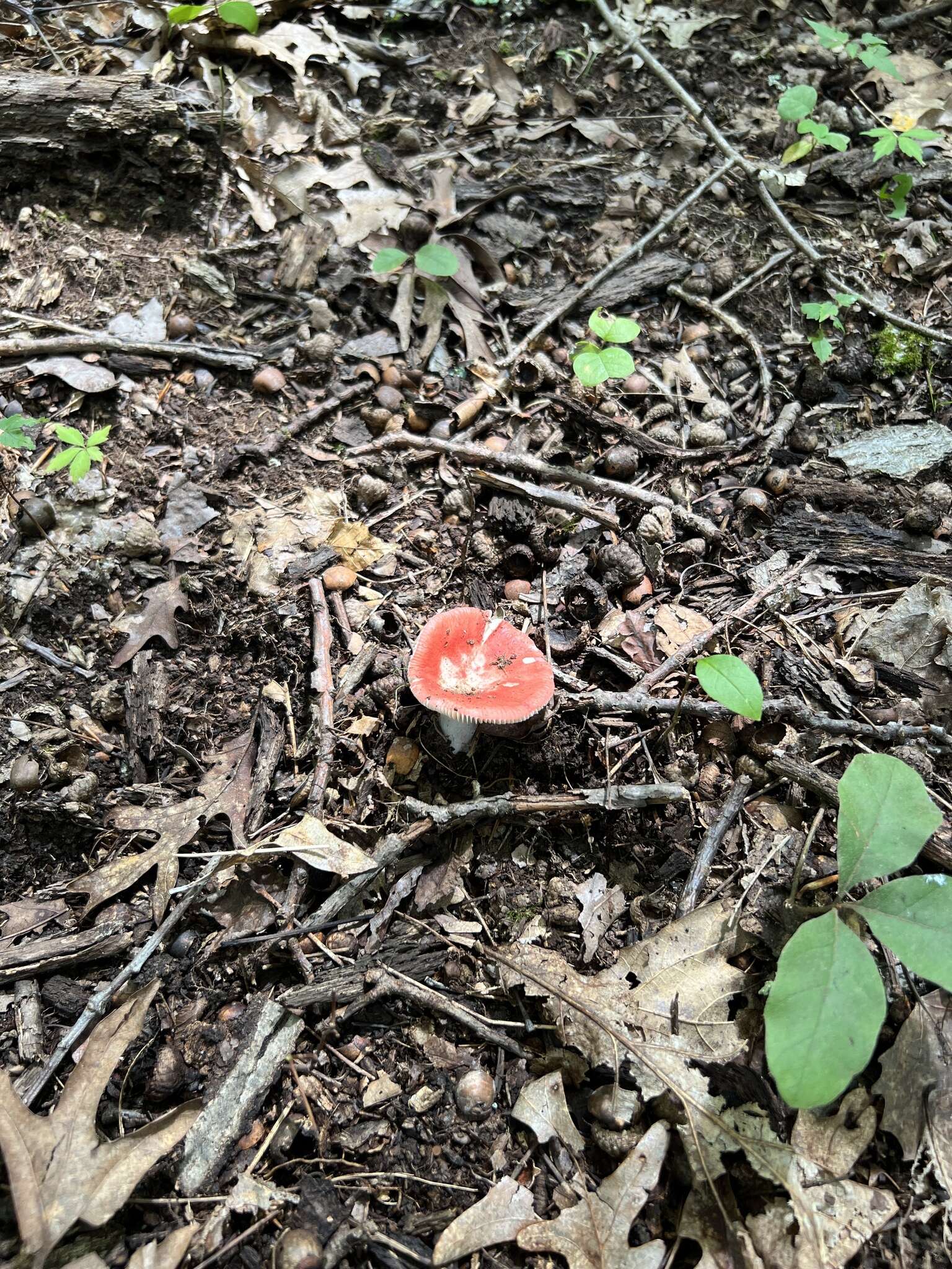 Image of Russula pseudopeckii Fatto 1998