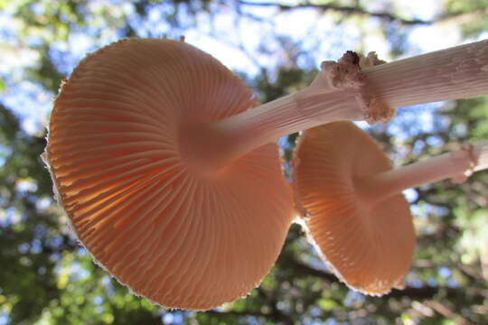 Image of Amanita veldiei D. A. Reid & Eicker ex Redhead 2016