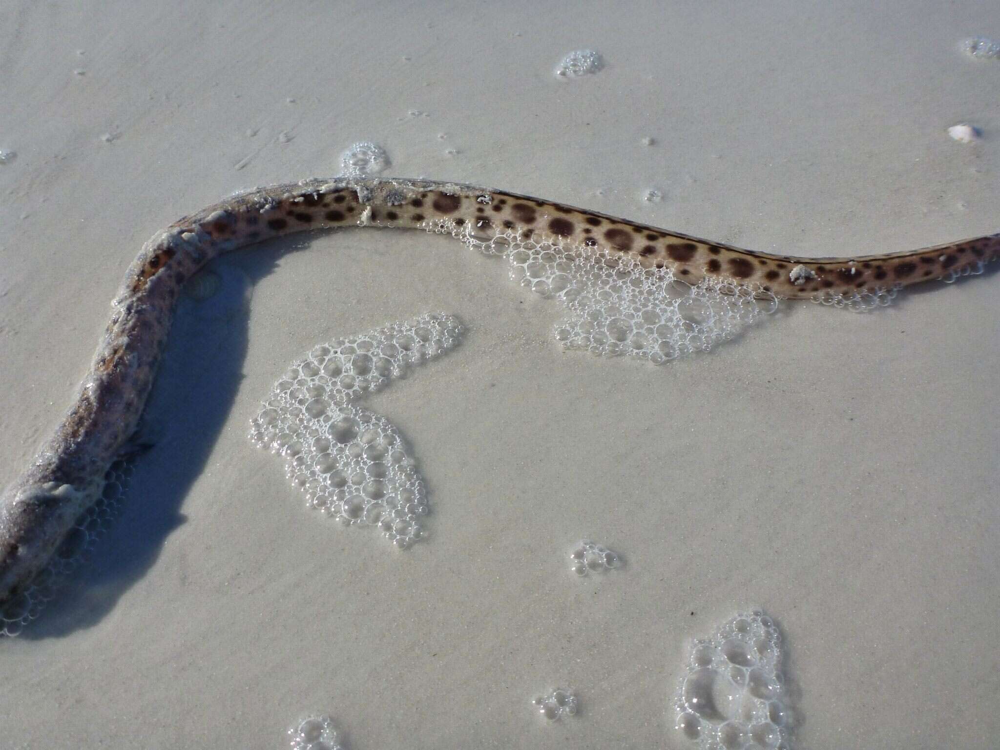 Image of Spotted Spoon-nose Eel