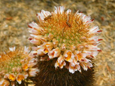 Image of Mammillaria cerralboa (Britton & Rose) Orcutt