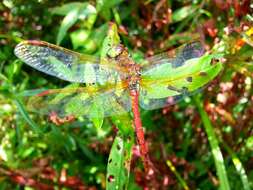 Image of <i>Sympetrum striolatum imitoides</i> Bartenef 1919