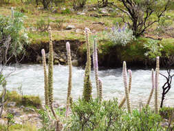 Image of Lupinus weberbaueri Ulbr.