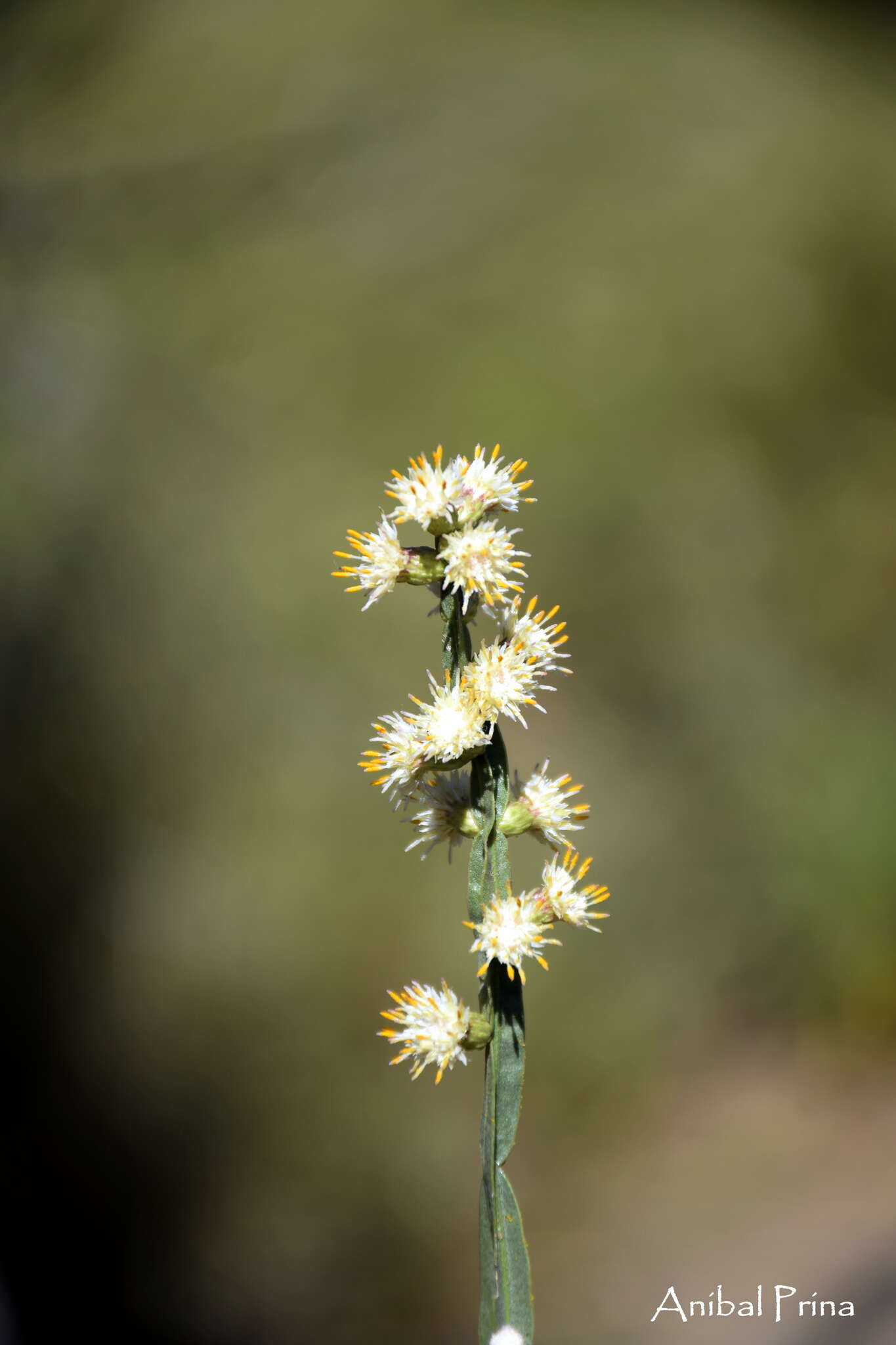 Plancia ëd Baccharis crispa Spreng.