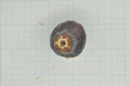 Image of Ficus vaccinioides Hemsl. & King ex King