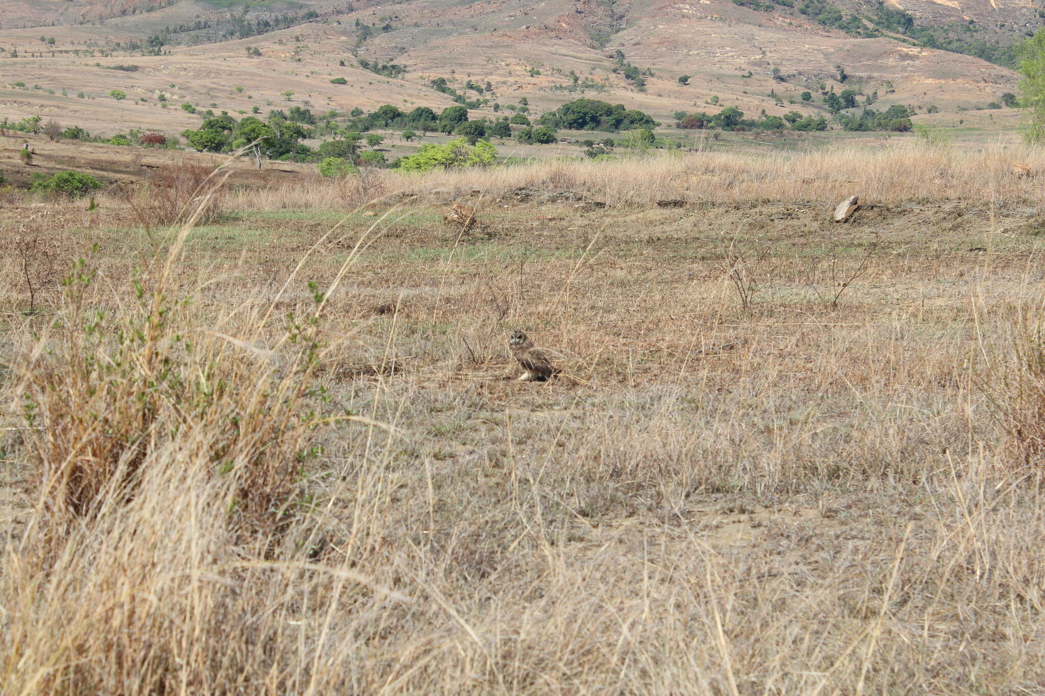 Image of Marsh Owl