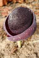 Amorphophallus aphyllus (Hook.) Hutch.的圖片