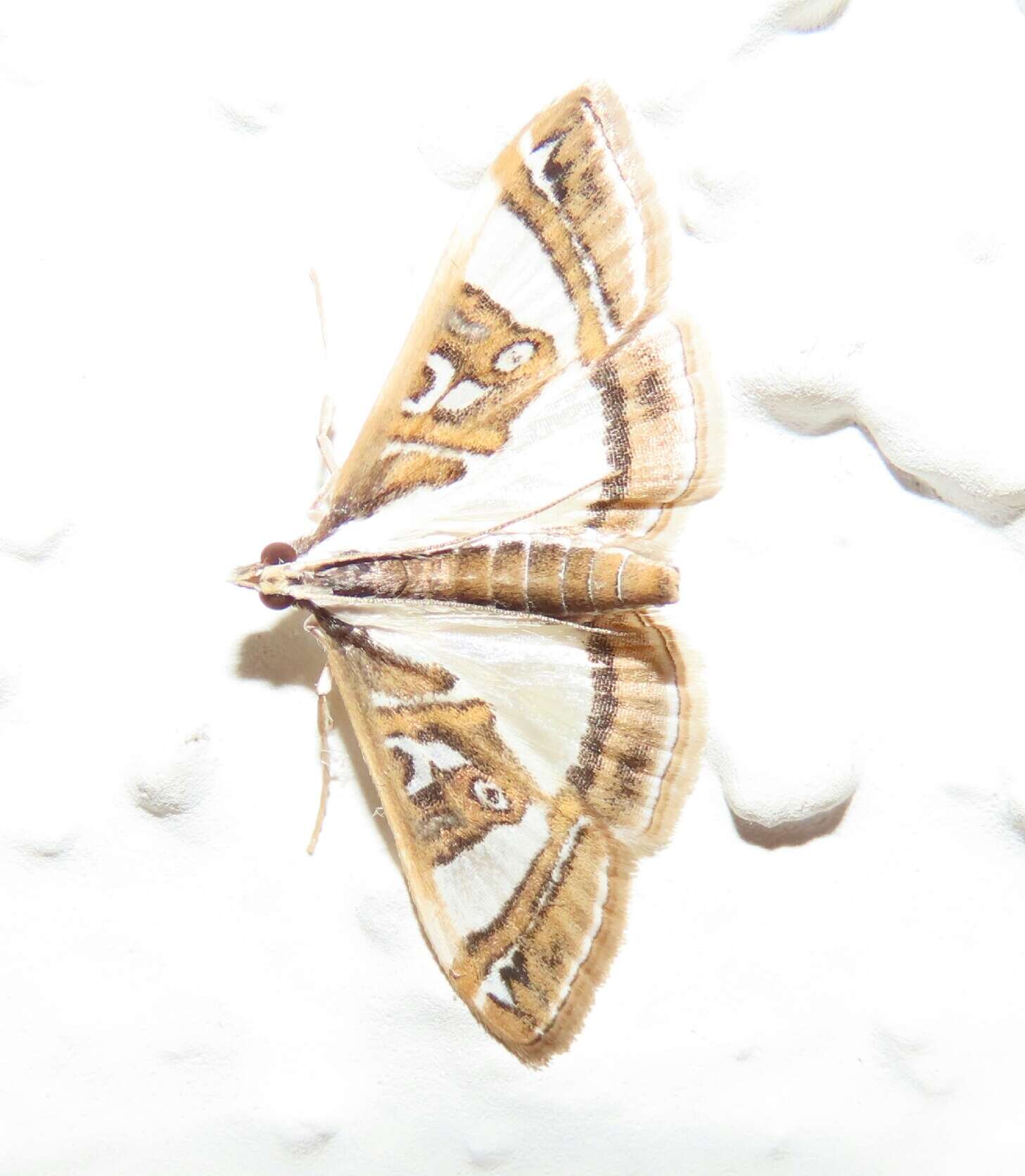 Image of Moth