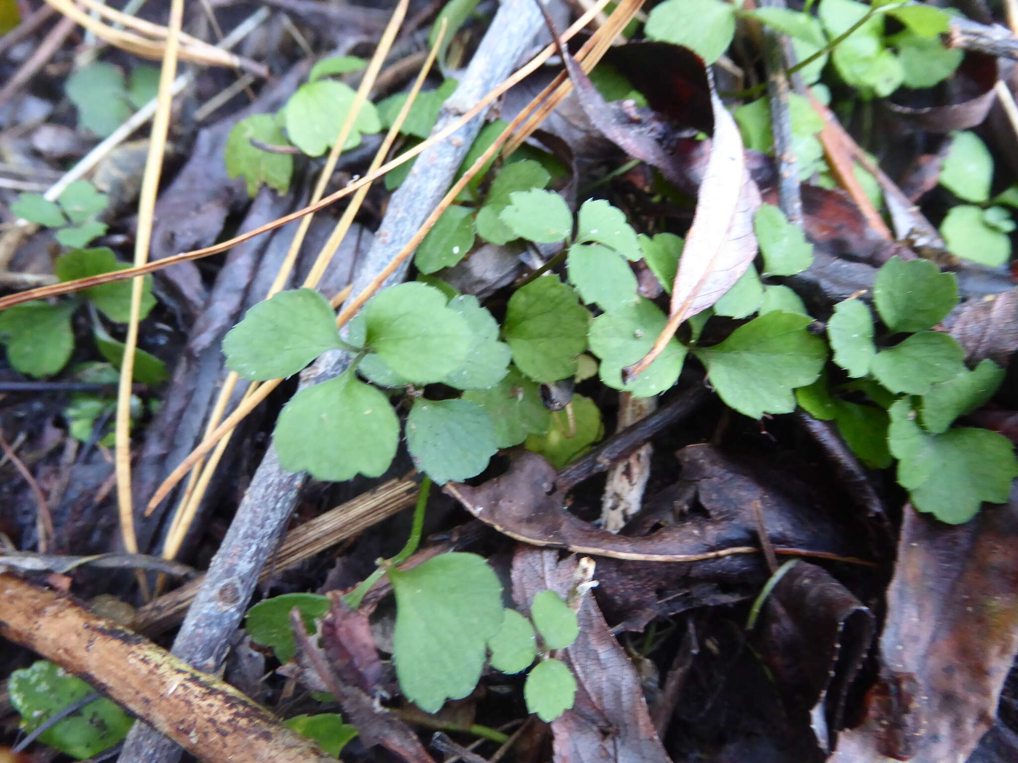 Image of Azorella hookeri Drude