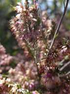 Image of Erica uberiflora E. G. H. Oliver