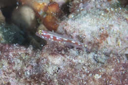 Image of False-comet dwarfgoby