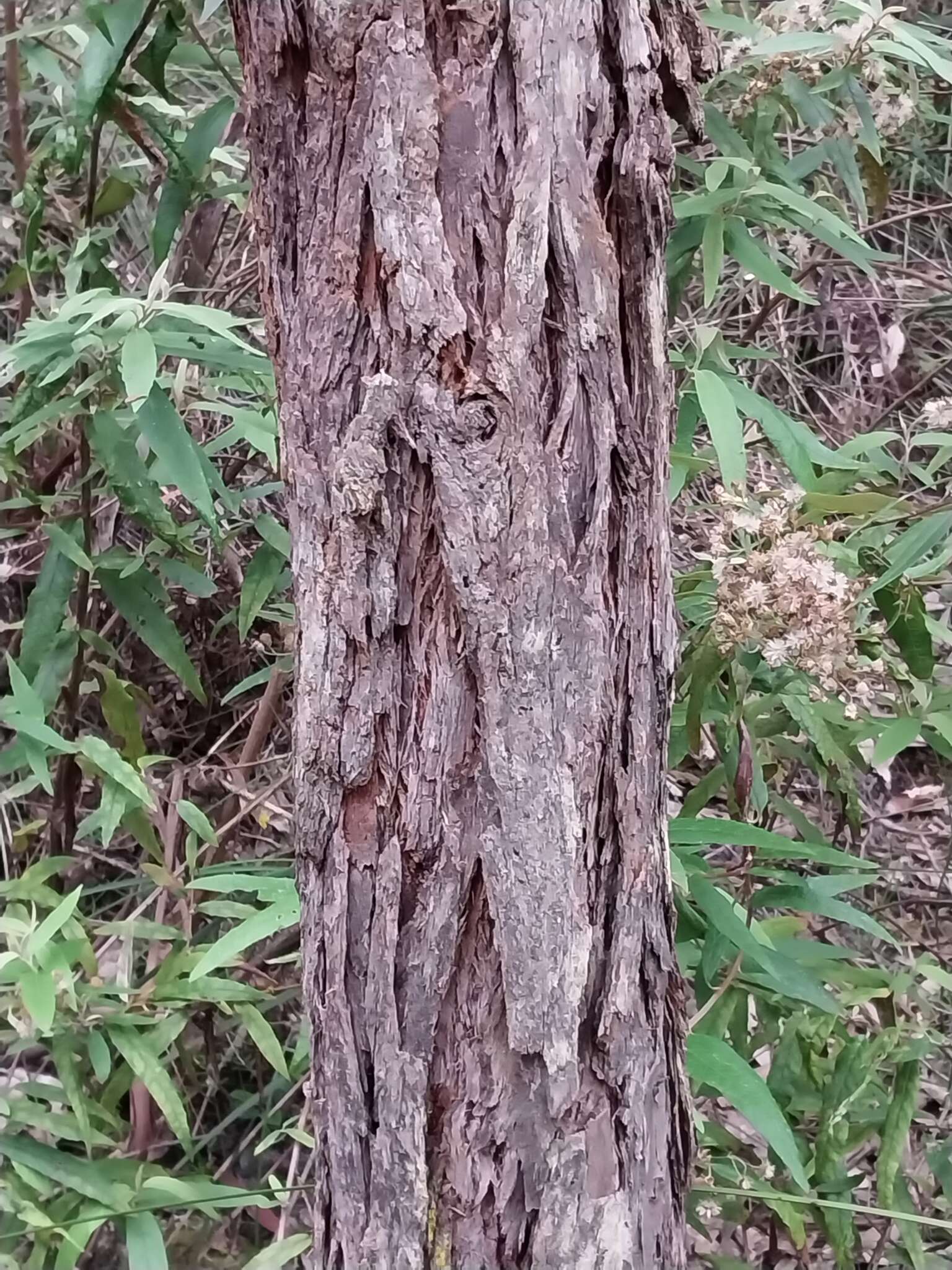 Image of Eucalyptus conspicua L. A. S. Johnson & K. D. Hill