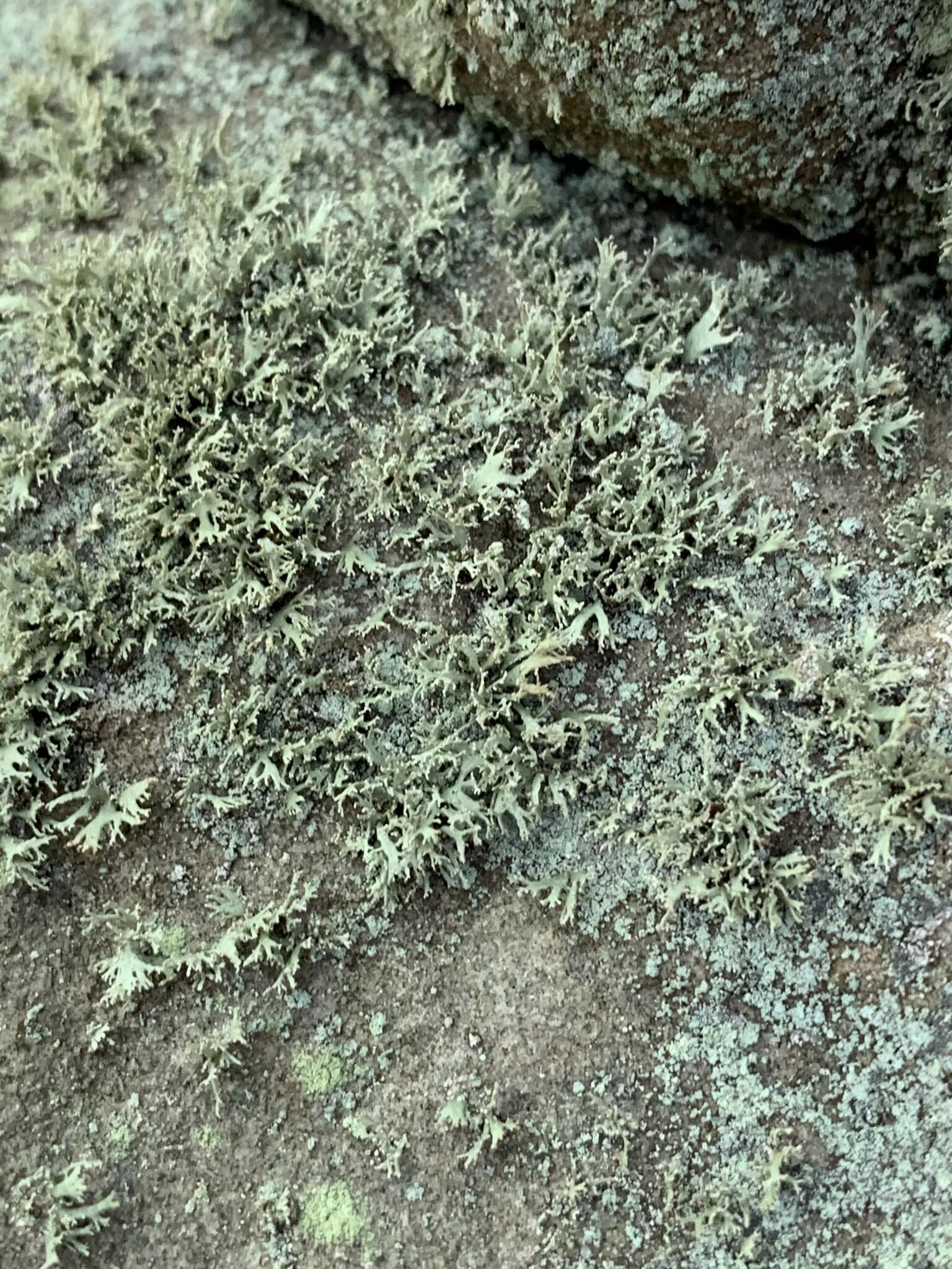 Image of intermediate cartilage lichen